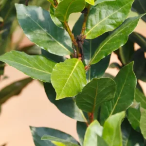 Bay Leaf Plant Live – Bay Laurel