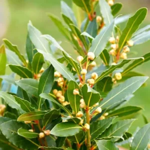 Bay Leaf Plant Live – Bay Laurel