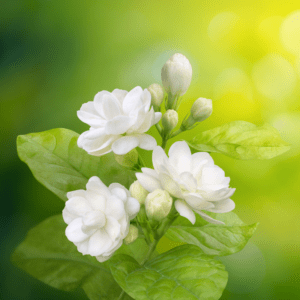 Grand Duke of Tuscany Jasmine -Arabian Jasmine -Jasminum Sambac Maid of Orleans