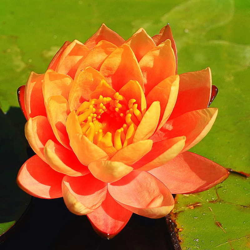 Water Lily - Lotus Seeds for Flower Pond | Grow Beautiful Aquatic Flowers - Image 5