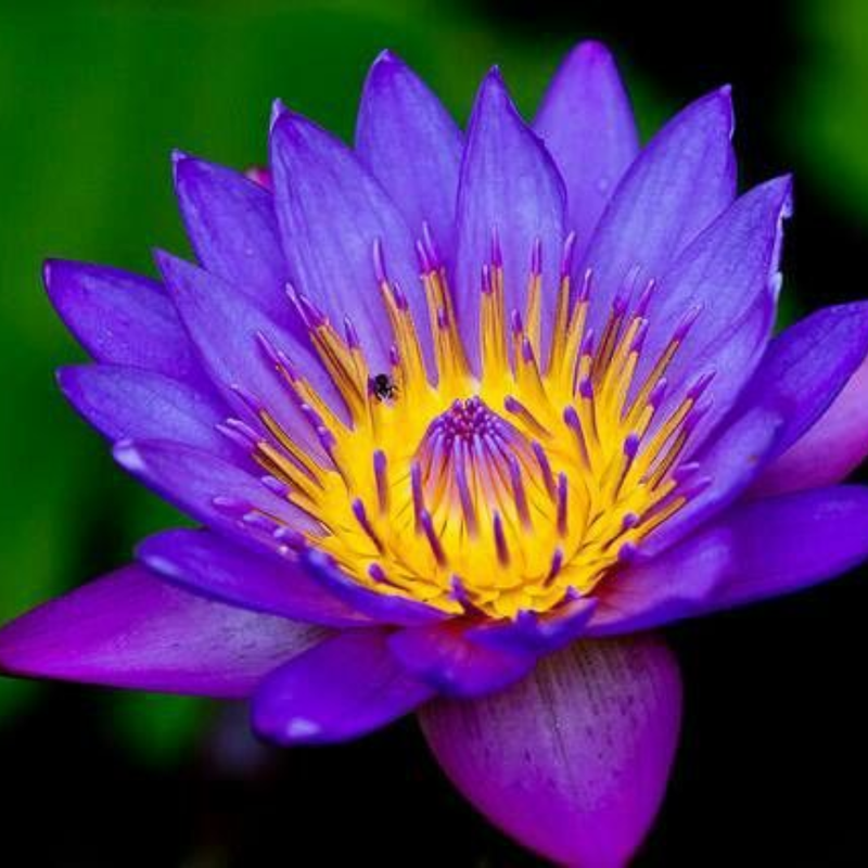 Water Lily - Lotus Seeds for Flower Pond | Grow Beautiful Aquatic Flowers - Image 3