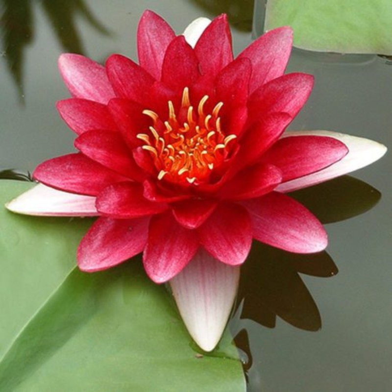 Water Lily - Lotus Seeds for Flower Pond | Grow Beautiful Aquatic Flowers - Image 4
