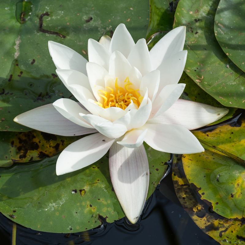 Water Lily - Lotus Seeds for Flower Pond | Grow Beautiful Aquatic Flowers - Image 2