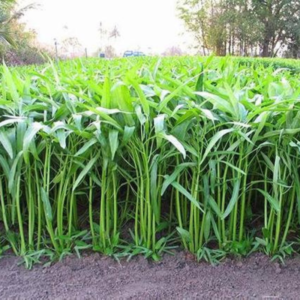 Water Spinach Seeds | Grow Nutritious Asian Greens at Home | Easy to Grow