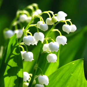 Lily of the Valley – Fragrant White Perennial for Gardens | Shade-Loving Groundcover