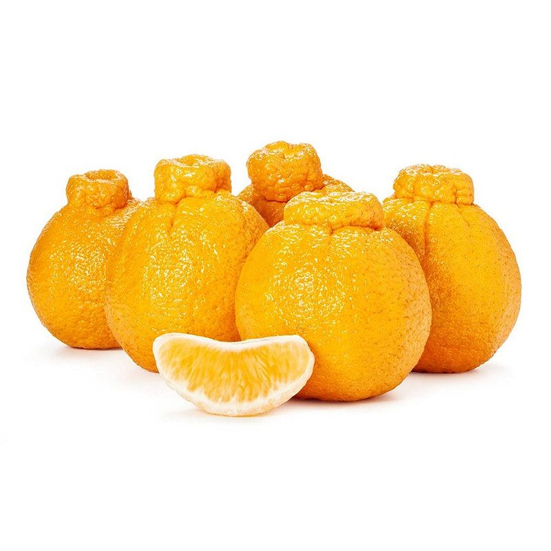 Citrus Plant Live - Fresh Orange Tree for Outdoor and Indoor Growing | Hardy Zones 8-11 No Ship to CA - Image 5