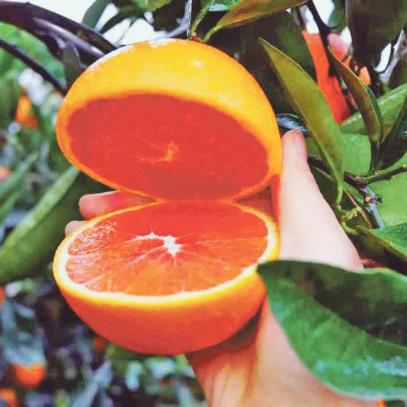 Citrus Plant Live - Fresh Orange Tree for Outdoor and Indoor Growing | Hardy Zones 8-11 No Ship to CA - Image 3