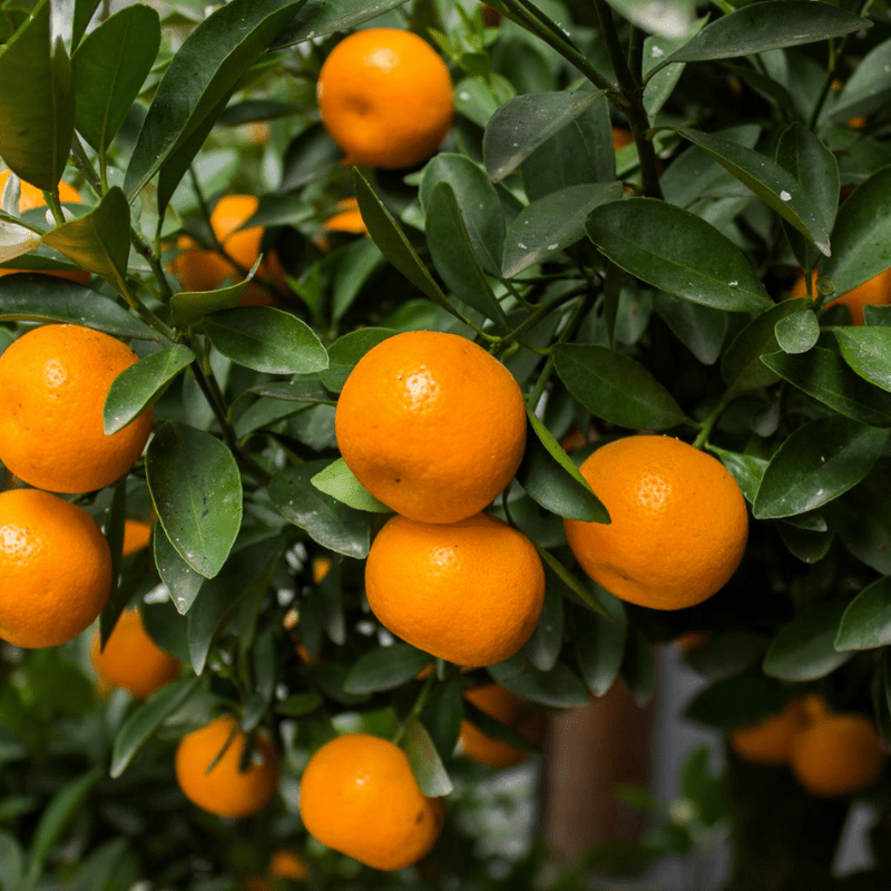Citrus Plant Live - Fresh Orange Tree for Outdoor and Indoor Growing | Hardy Zones 8-11 No Ship to CA