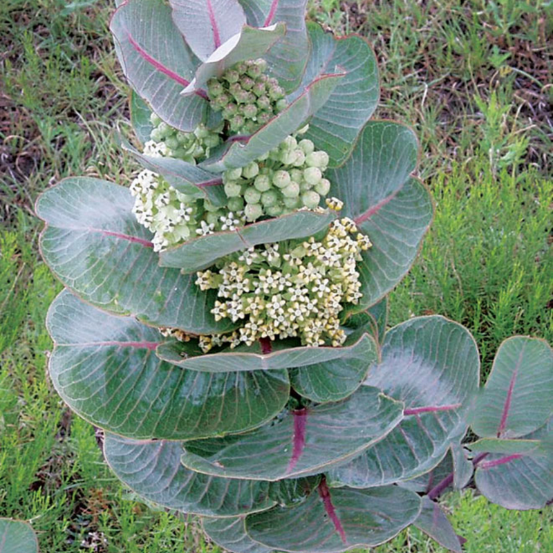 Milkweed Live Plant - Starter Plant for Pollinator; Butterfly Gardens | Monarch Butterfly Host, Zones 3-9, 3 to 7 Inches Tall - Image 6