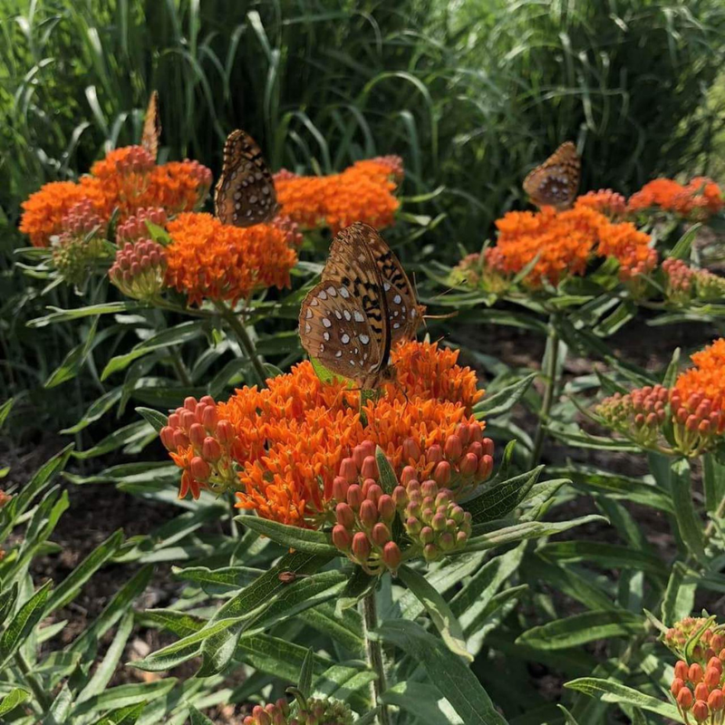 Milkweed Live Plant - Starter Plant for Pollinator; Butterfly Gardens | Monarch Butterfly Host, Zones 3-9, 3 to 7 Inches Tall - Image 2