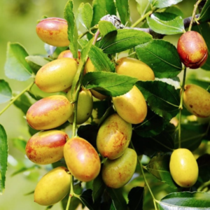 Lang Jujube - Sweet, Nutritious Fruit Tree | Drought-Resistant, Hardy Zones 5-9