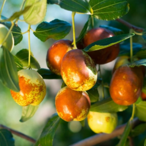 Li Jujube - Sweet, Crisp Fruit Tree | Drought-Tolerant & Low-Maintenance, Zones 5-9