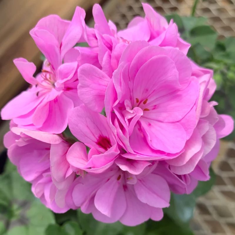 Geranium - Vibrant, Easy-to-Grow Flower for Gardens and Containers | Zones 3-9 - Image 3