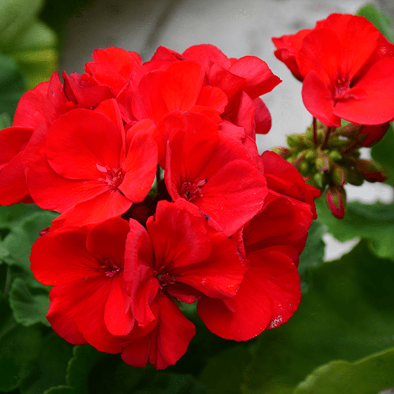 Geranium - Vibrant, Easy-to-Grow Flower for Gardens and Containers | Zones 3-9 - Image 2