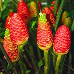 Shampoo Ginger Roots - Zingiber Zerumbet for Natural Hair Care | Hardy in Zones 8-11 - Choose Quantity