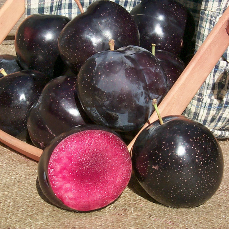 Plum Fruit Tree - Large Sizes - Sweet Juicy Plums for Home Orchards | Hardy in Zones 4-9 - Image 3