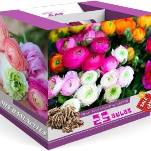 25 Ranunculus Bulbs - Vibrant & Colorful Blooms for Gardens & Bouquets | Hardy in Zones 7-10