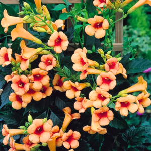 Trumpet Tree - Stunning Trumpet-Shaped Blooms | Hardy in Zones 9-11