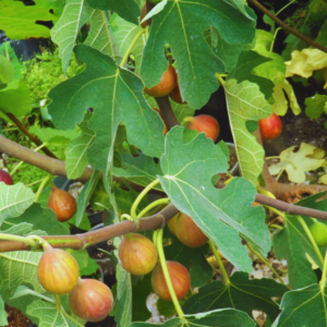 Fig Fruit Cutting - Grow Fresh Figs from Easy-to-Root Cuttings | Hardy in Zones 8-10