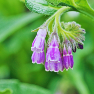 Comfrey Roots - Medicinal and Mulching Plant | Hardy in Zones 3-9