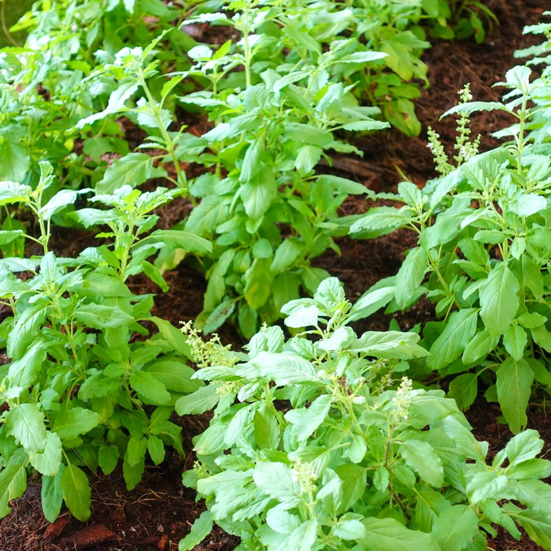 Basil Plant Live – Aromatic Herb for Indoor; Outdoor Gardening | Perfect for Cooking - Image 5