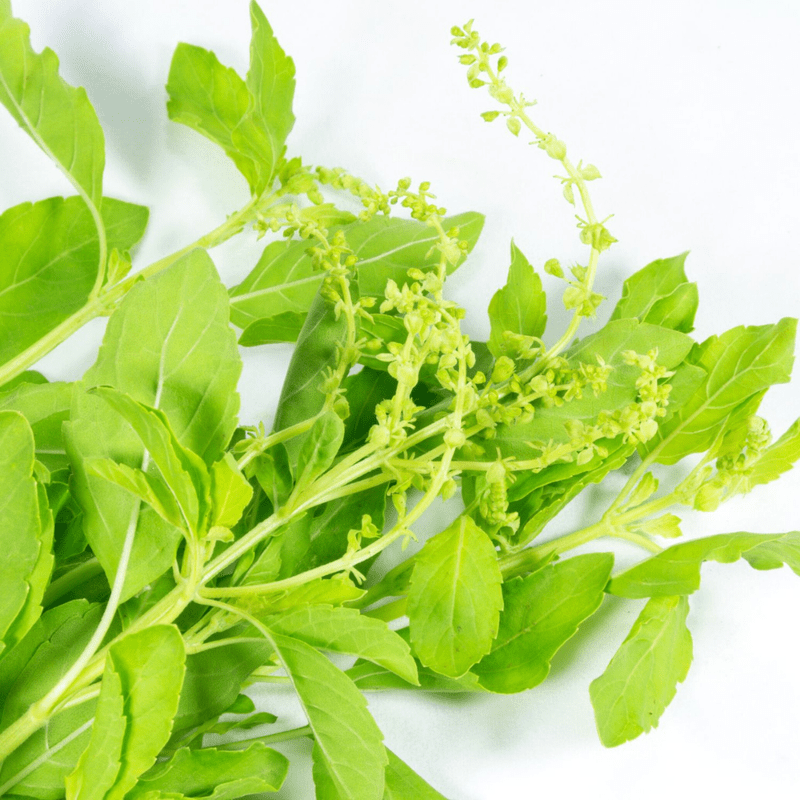 Basil Plant Live – Aromatic Herb for Indoor; Outdoor Gardening | Perfect for Cooking - Image 3
