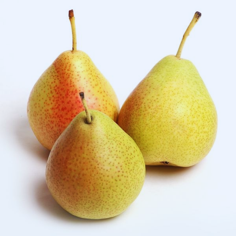 Sugar Pear Tree – Semi-Dwarf, Self-Fertile, Creamy White Flesh, Perfect for Small Gardens - Image 5