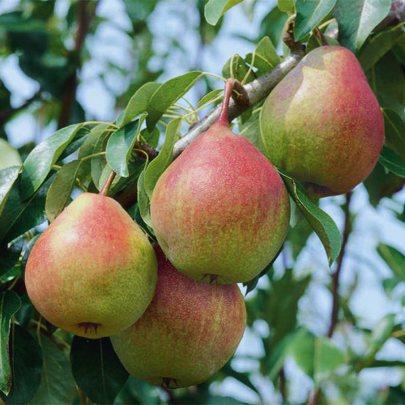 Sugar Pear Tree – Semi-Dwarf, Self-Fertile, Creamy White Flesh, Perfect for Small Gardens - Image 4