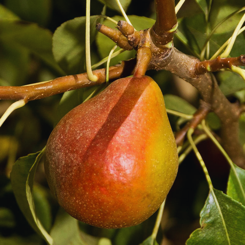 Sugar Pear Tree – Semi-Dwarf, Self-Fertile, Creamy White Flesh, Perfect for Small Gardens - Image 3