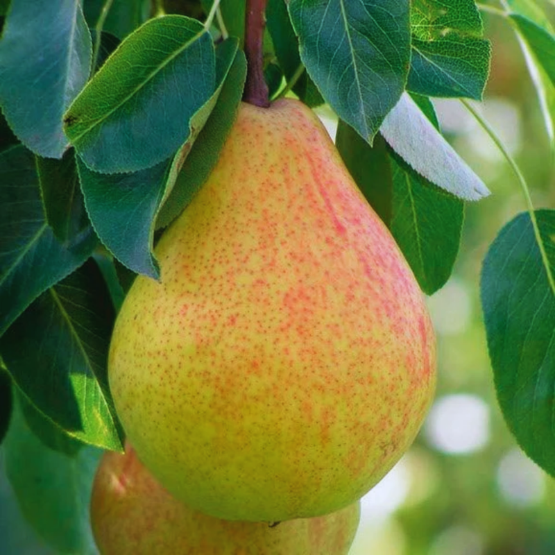 Sugar Pear Tree – Semi-Dwarf, Self-Fertile, Creamy White Flesh, Perfect for Small Gardens