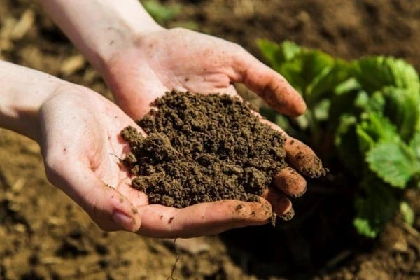hands holding Healthy soil