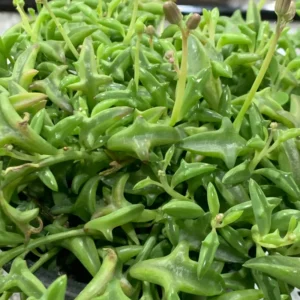 1 String Of Dolphins Plant - 4 Inches Potted