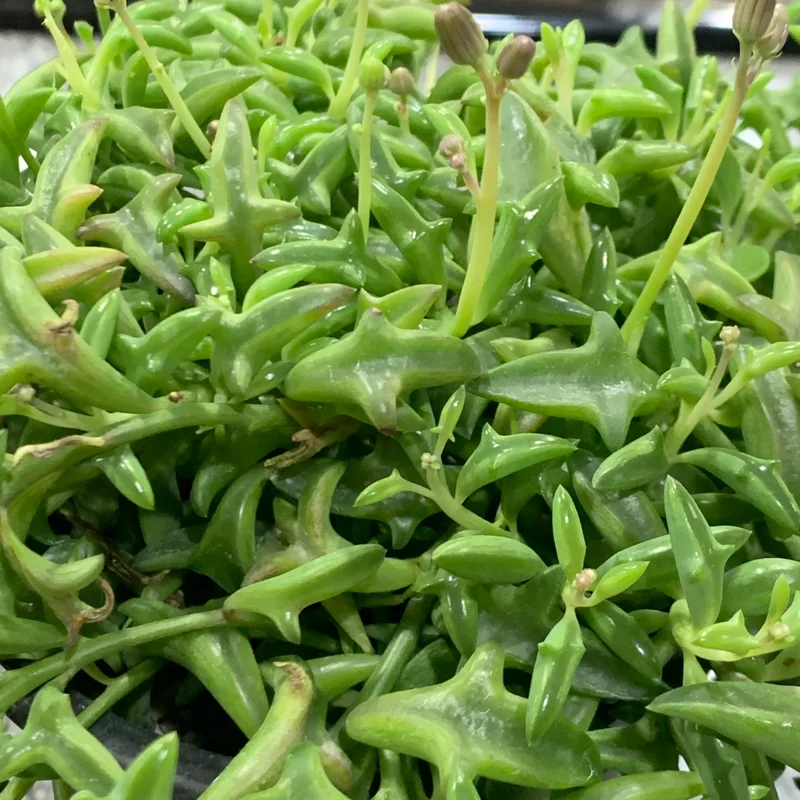 1 String Of Dolphins Plant - 4 Inches Potted