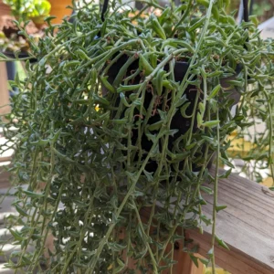 1 String Of Dolphins Plant - 4 Inches Potted