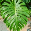 1 Monstera Deliciosa Plant - 4 Inches Pot