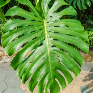 1 Monstera Deliciosa Plant - 4 Inches Pot