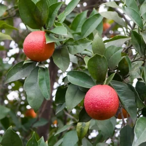 Blood Orange Tree - 2 Feet In 1 Gallon Pot