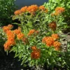 2 Milkweed Plants, Asclepias Milkweed Plants Live - 4 To 6 Inches Tall