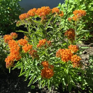 2 Milkweed Plants, Asclepias Milkweed Plants Live - 4 To 6 Inches Tall