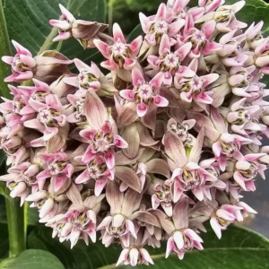 2 Milkweed Plants, Asclepias Milkweed Plants Live - 4 To 6 Inches Tall