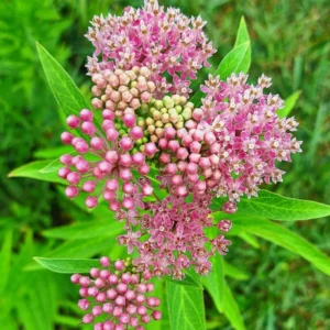 2 Milkweed Plants, Asclepias Milkweed Plants Live - 4 To 6 Inches Tall