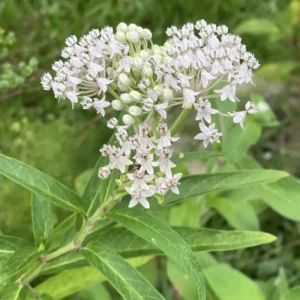 2 Milkweed Plants, Asclepias Milkweed Plants Live - 4 To 6 Inches Tall