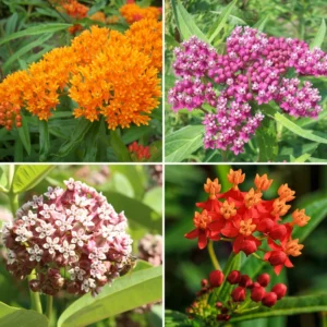 2 Milkweed Plants, Asclepias Milkweed Plants Live - 4 To 6 Inches Tall