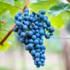 Grape Vine 30-40 Inch Height, 5+ Varieties Seedless Grape Tree, Table Grapes Fruit, Grape Plant