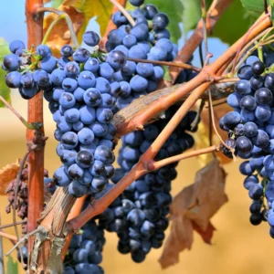 Grape Vine Live Plant, 30-40 Inch Tall, Seedless Grape Tree, Table Grape Plant, Grape Fruit