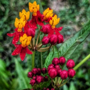 2 Milkweed Plants, Asclepias Milkweed Plants Live - 4 To 6 Inches Tall