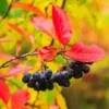 Black Chokeberry Tree - Live Plant, 6-12 Inch Tall, Chokeberry Plant in 2.5 Inch Pot