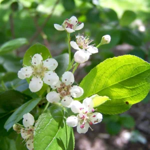 Black Chokeberry Tree - Live Plant, 6-12 Inch Tall, Chokeberry Plant in 2.5 Inch Pot