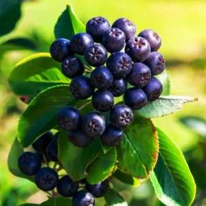 Black Chokeberry Tree - Live Plant, 6-12 Inch Tall, Chokeberry Plant in 2.5 Inch Pot