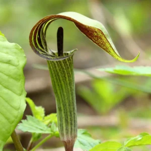5 Jack In The Pulpit Bulbs - For Planting, Jack In The Pulpit for Flowering